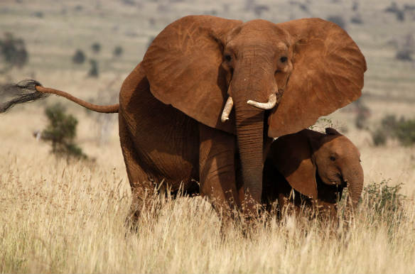 An elephant and her young one are seen during their aerial census at the Tsavo West national park within the Tsavo-Mkomazi ecosystem, February 4, 2014 (Thomas Mukoya/Reuters).